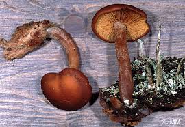 Attēlu rezultāti vaicājumam “Gymnopilus picreus”