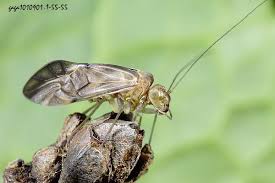 Attēlu rezultāti vaicājumam “Metylophorus nebulosus”