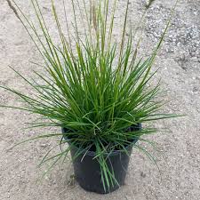 Attēlu rezultāti vaicājumam “Sesleria caerulea bud”