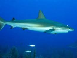 Image result for Carcharhinus perezii