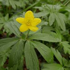 Attēlu rezultāti vaicājumam “Anemone ranunculoides leaf”