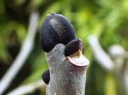 Attēlu rezultāti vaicājumam “Fraxinus excelsior Pendula bud”