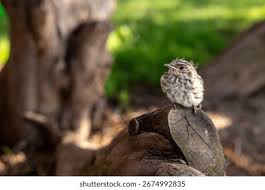 Attēlu rezultāti vaicājumam “Muscicapa striata juvenile”