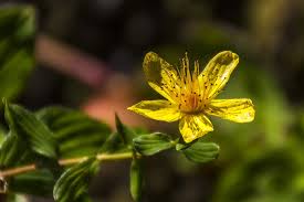 Attēlu rezultāti vaicājumam “Hypericum maculatum”