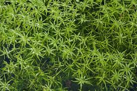 Attēlu rezultāti vaicājumam “Callitriche verna”