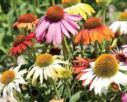 Image result for Echinacea Lustre hybrids