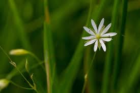 Attēlu rezultāti vaicājumam “Stellaria palustris”