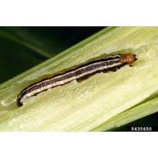 Attēlu rezultāti vaicājumam “Cribraria macrocarpa stalked”