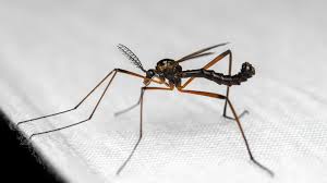 Attēlu rezultāti vaicājumam “Dictenidia bimaculata”