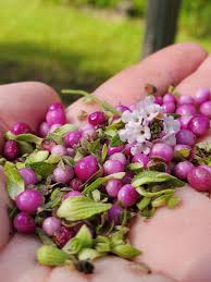 Attēlu rezultāti vaicājumam “Calluna vulgaris fruit”