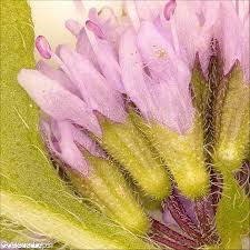 Attēlu rezultāti vaicājumam “Mentha x verticillata leaf”