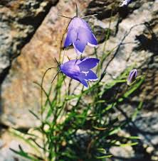 Attēlu rezultāti vaicājumam “Campanula rotundifolia”
