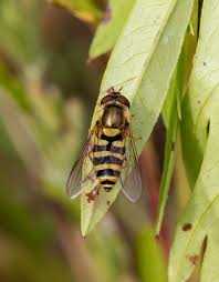 Attēlu rezultāti vaicājumam “Syrphus sp. imago”