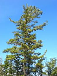 Attēlu rezultāti vaicājumam “Pinus strobus fruit”