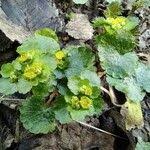 Attēlu rezultāti vaicājumam “Chrysosplenium alternifolium leaf”