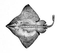 Image result for Amblyraja hyperborea