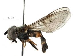 Attēlu rezultāti vaicājumam “Eupeodes nielseni”