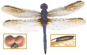 Attēlu rezultāti vaicājumam “Odonata”