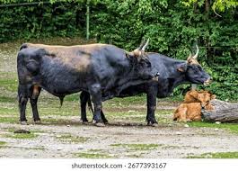 Attēlu rezultāti vaicājumam “Bos primigenius taurus”