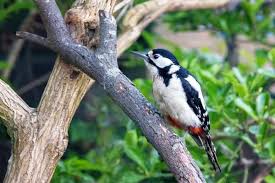 Attēlu rezultāti vaicājumam “Dendrocopos major female”