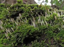 Attēlu rezultāti vaicājumam “Eocronartium muscicola”