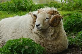 Attēlu rezultāti vaicājumam “Ovis aries”