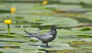 Attēlu rezultāti vaicājumam “Chlidonias niger eggs”