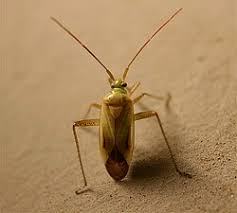 Attēlu rezultāti vaicājumam “Adelphocoris quadripunctatus imago”