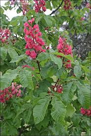 Attēlu rezultāti vaicājumam “Aesculus x hybrida flower”