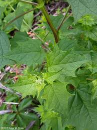 Attēlu rezultāti vaicājumam “Chenopodium acerifolium”