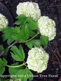 Attēlu rezultāti vaicājumam “Viburnum opulus”