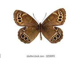 Attēlu rezultāti vaicājumam “Lopinga achine”