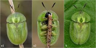 Attēlu rezultāti vaicājumam “Cassida”