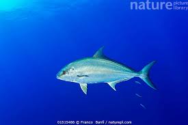 Image result for Seriola dumerili