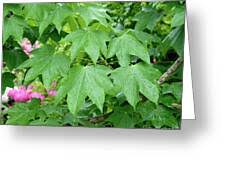 Attēlu rezultāti vaicājumam “Kalopanax septemlobus fruit”