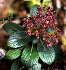 Attēlu rezultāti vaicājumam “Hydrophyllaceae”