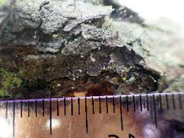 Attēlu rezultāti vaicājumam “Chaenotheca gracilenta”