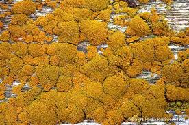 Attēlu rezultāti vaicājumam “Xanthoria candelaria”