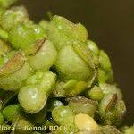 Attēlu rezultāti vaicājumam “Lemna gibba”