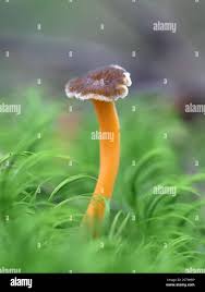 Attēlu rezultāti vaicājumam “Cantharellus lutescens”