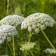 Image result for Daucus carota
