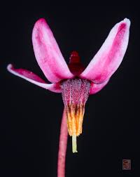 Attēlu rezultāti vaicājumam “Oxycoccus flower”