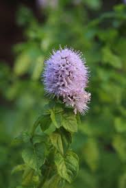 Attēlu rezultāti vaicājumam “Mentha arvensis flower”