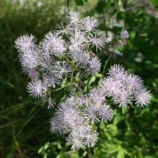 Attēlu rezultāti vaicājumam “Thalictrum aquilegifolium fruit”