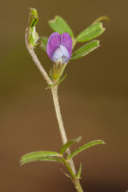 Attēlu rezultāti vaicājumam “Vicia lathyroides leaf”