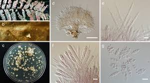 Attēlu rezultāti vaicājumam “Hyphodiscus hymeniophilus”