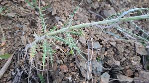 Image result for Ptilostemon afer
