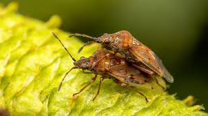 Attēlu rezultāti vaicājumam “Kleidocerys resedae imago”