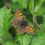 Attēlu rezultāti vaicājumam “Hamearis lucina underside”