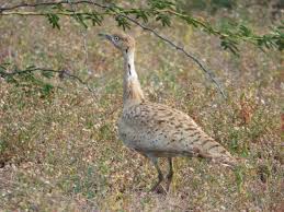 Image result for Chlamydotis macqueenii